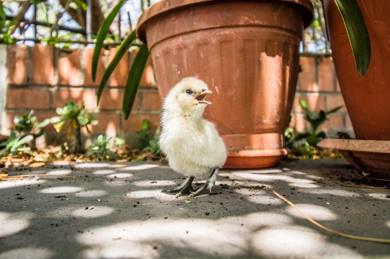 Il Gallo Con Gli Stivali Termoli Eksteriør billede