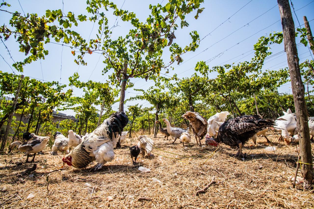 Il Gallo Con Gli Stivali Termoli Eksteriør billede