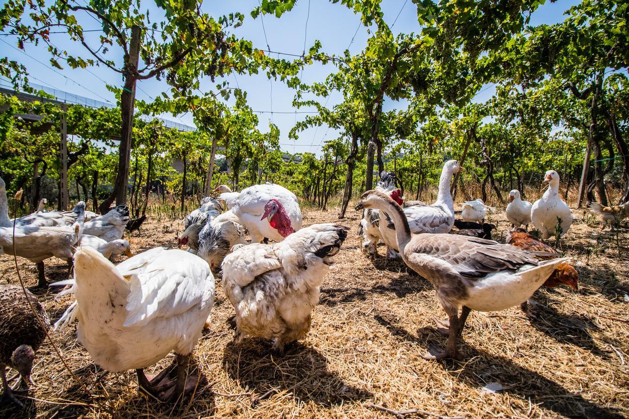 Il Gallo Con Gli Stivali Termoli Eksteriør billede