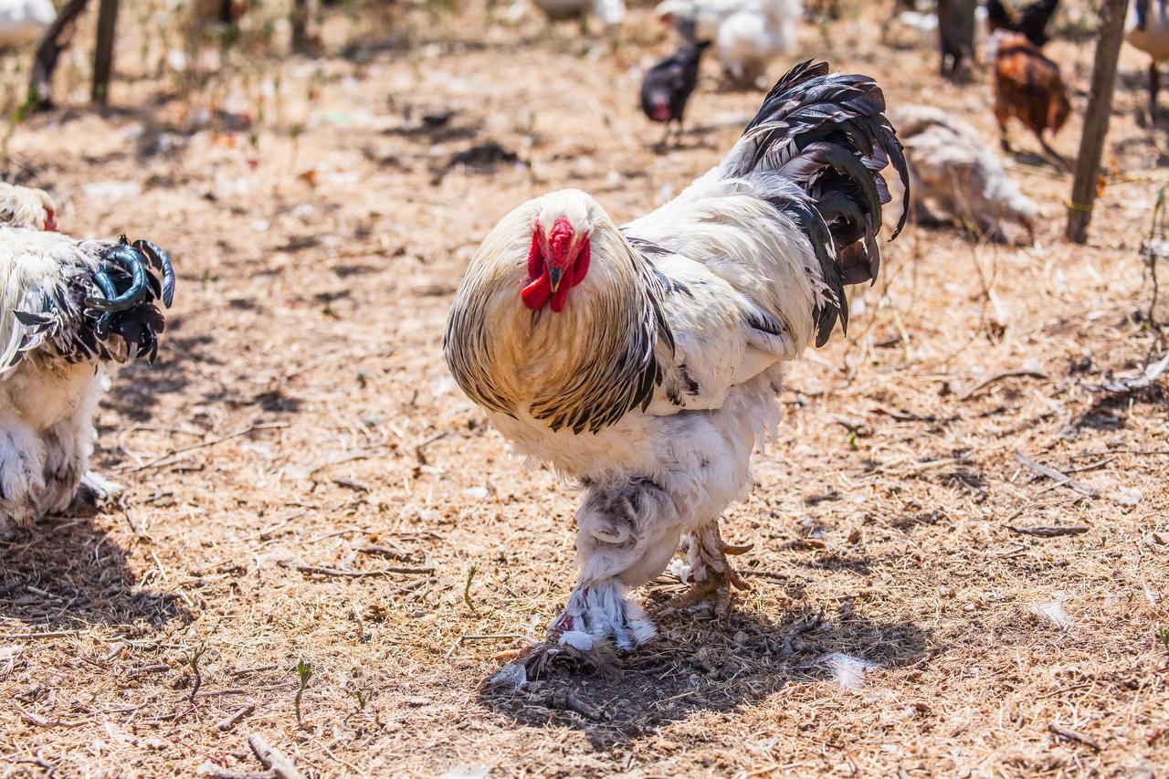 Il Gallo Con Gli Stivali Termoli Eksteriør billede