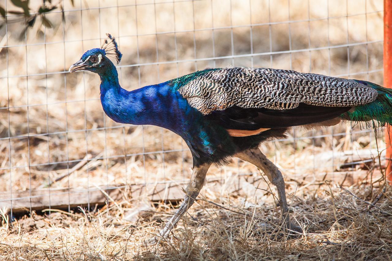 Il Gallo Con Gli Stivali Termoli Eksteriør billede