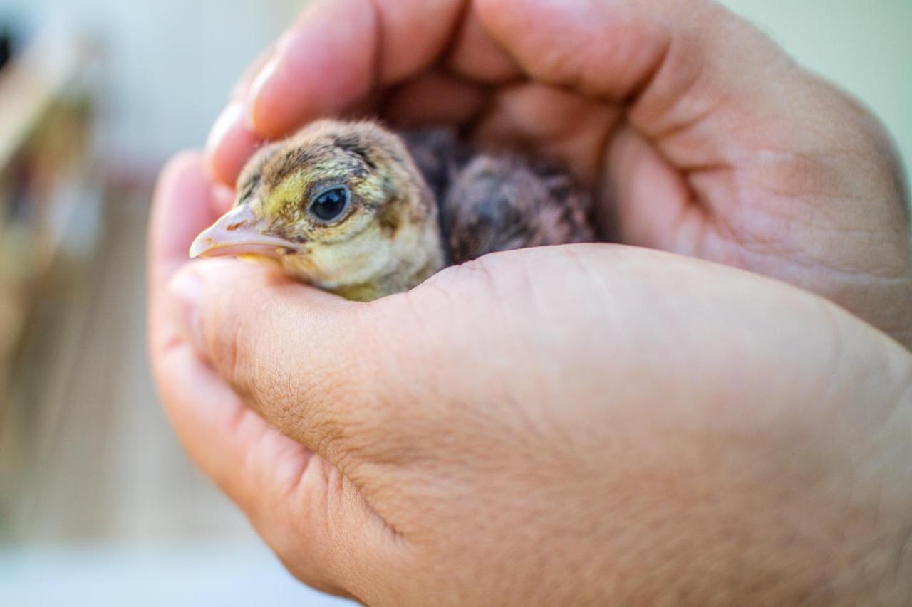 Il Gallo Con Gli Stivali Termoli Eksteriør billede