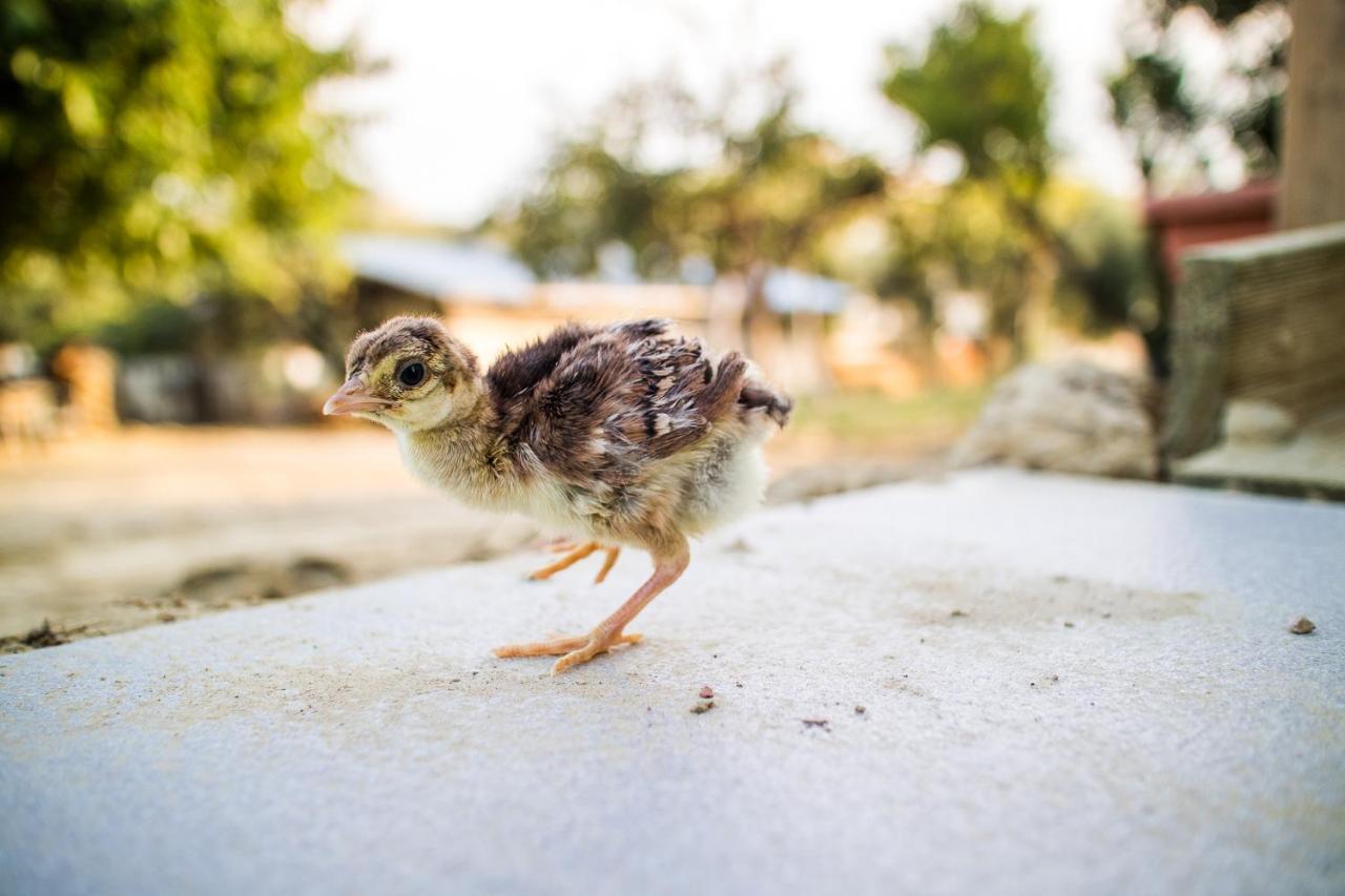 Il Gallo Con Gli Stivali Termoli Eksteriør billede