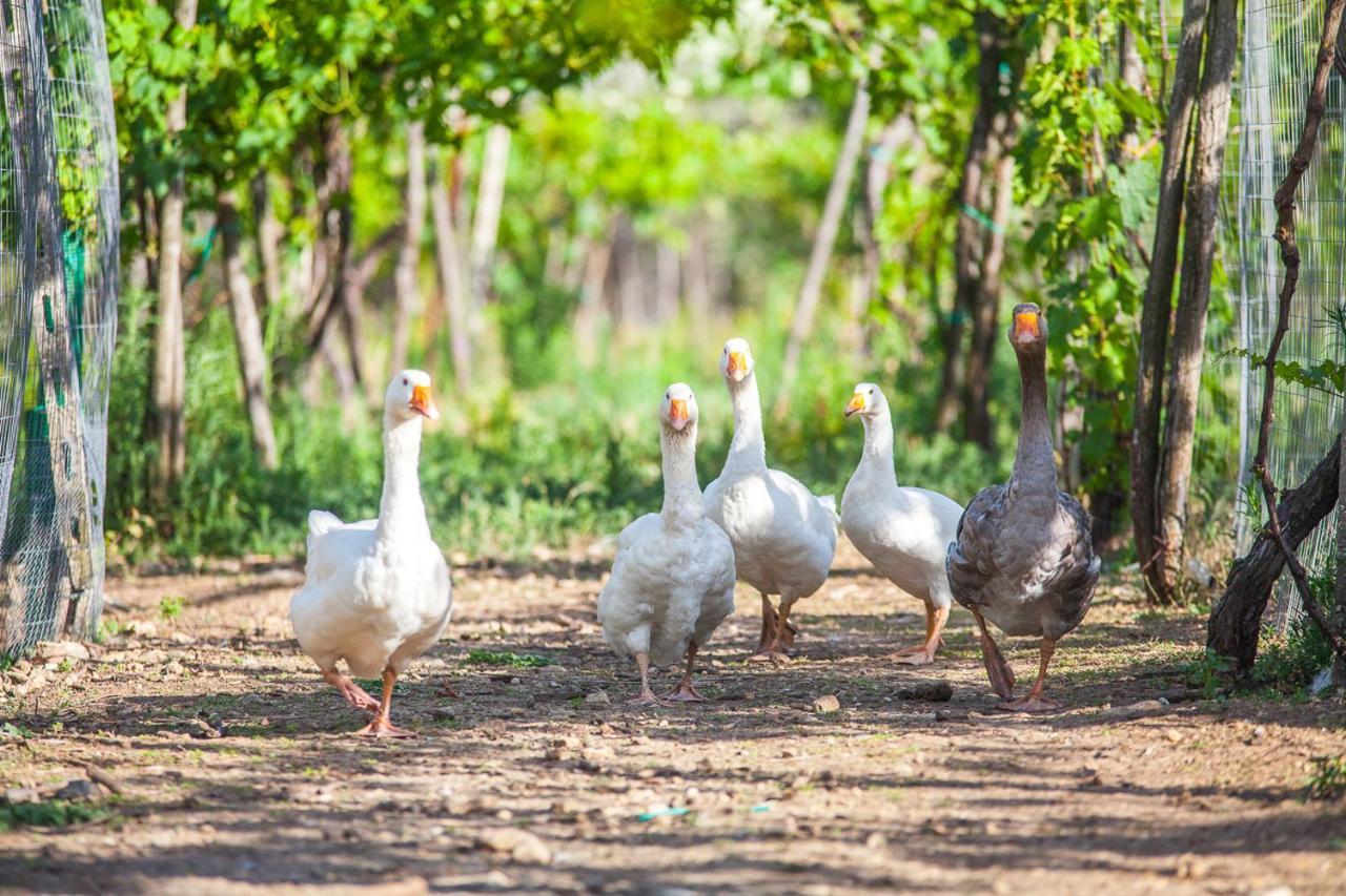 Il Gallo Con Gli Stivali Termoli Eksteriør billede