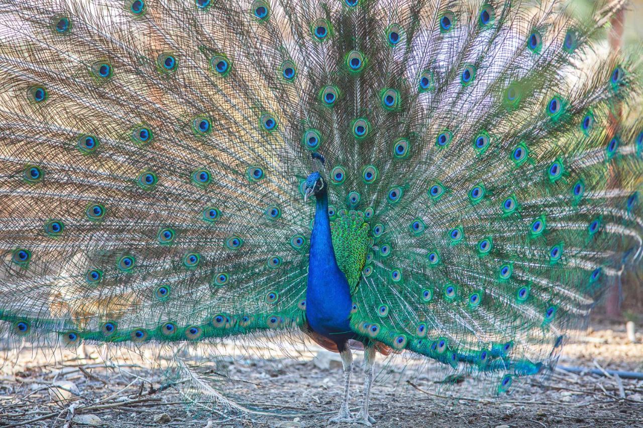 Il Gallo Con Gli Stivali Termoli Eksteriør billede