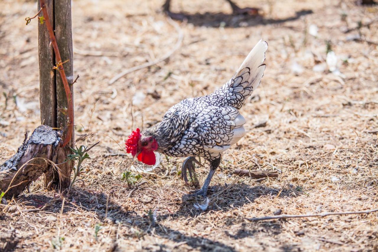 Il Gallo Con Gli Stivali Termoli Eksteriør billede