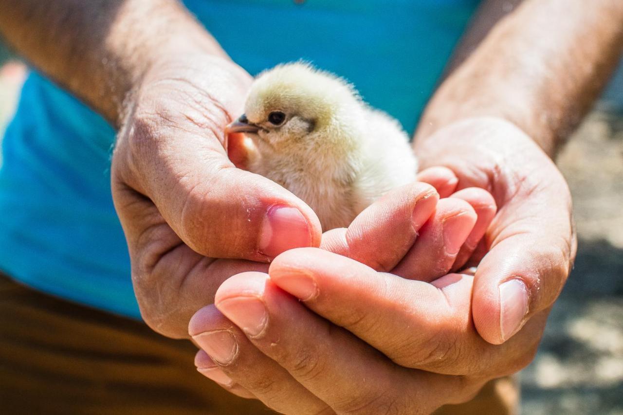 Il Gallo Con Gli Stivali Termoli Eksteriør billede