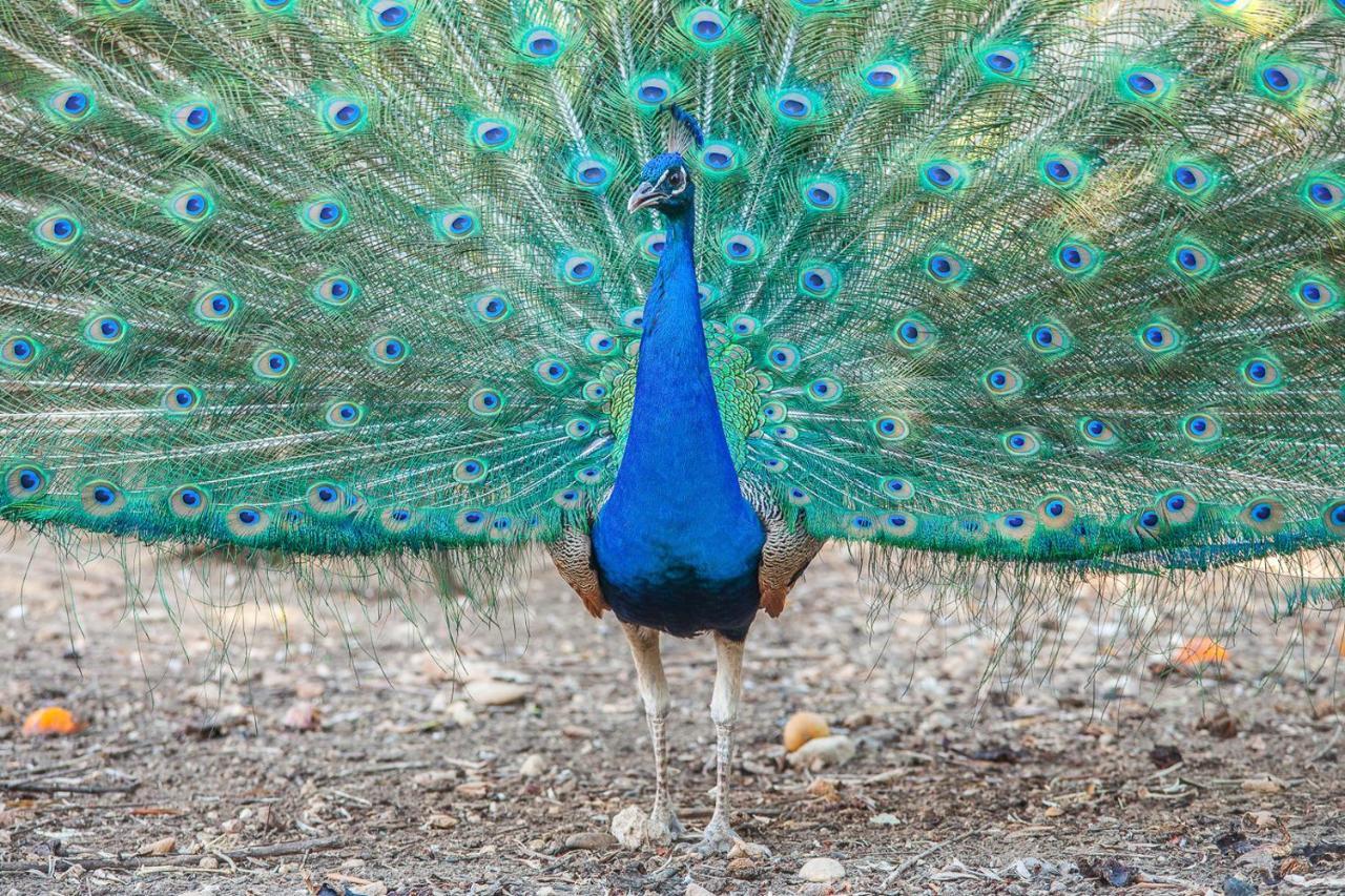 Il Gallo Con Gli Stivali Termoli Eksteriør billede
