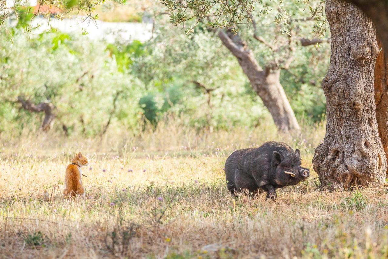 Il Gallo Con Gli Stivali Termoli Eksteriør billede